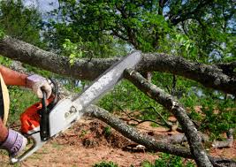 Lawn Renovation and Restoration in Bellefonte, DE