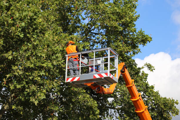 Seasonal Cleanup (Spring/Fall) in Bellefonte, DE