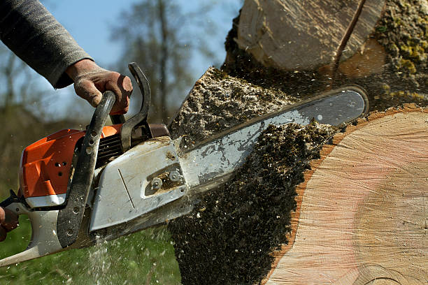 Best Leaf Removal  in Bellefonte, DE