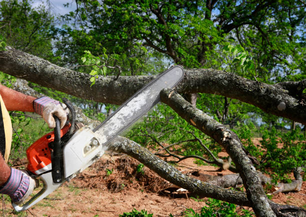 Professional  Tree Services in Bellefonte, DE